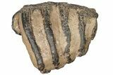 5.3" Partial Southern Mammoth Molar - Hungary - #200769-4